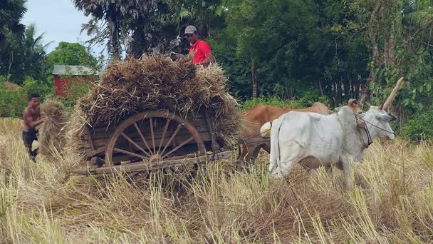 Jordbrukare som laddar ris halm på en oxe cart i ett hö-fält (närbild) — Stockvideo