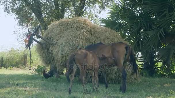 Καστανιάς foal θηλάζει από τη μητέρα του πριν από ένα κάρρο υπερφορτωθεί με σανό σε ένα πεδίο — Αρχείο Βίντεο