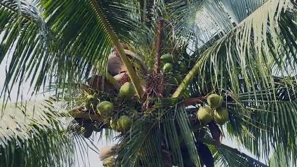 Coconut seller at the top of a palm tree bringing down a bunch of coconuts tied down with a rope — Stock Video