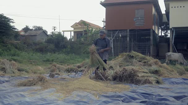 Agricultor batendo palhas à mão em uma plataforma de madeira entalhada para separar o grão da panícula — Vídeo de Stock