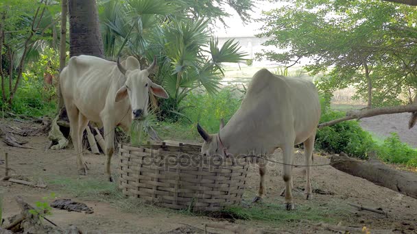 Vacas brancas amarradas em algum quintal comendo grama de uma grande cesta de bambu — Vídeo de Stock