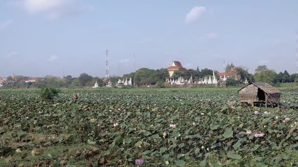 Agricoltore a piedi attraverso un campo di loto e raccogliendo baccelli di semi freschi (Nelumbo Nucifera) Pagoda come sfondo — Video Stock