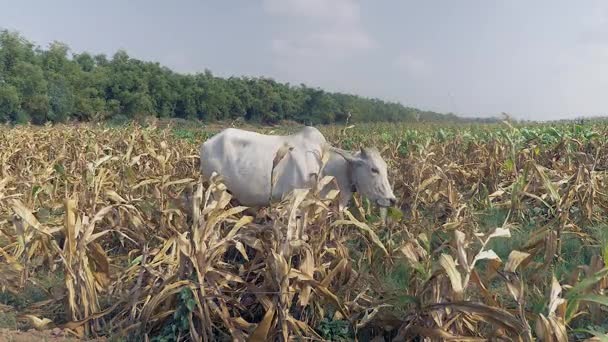 Biały krowa jedzenie odciski w polu (zbliżenie ) — Wideo stockowe