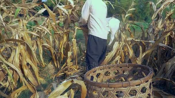 Фермер збирає кукурудзу вручну і використовує бамбуковий кошик для носіння (закрити ) — стокове відео