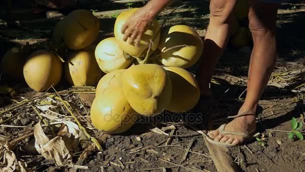 Coconut seller chopping stalks from a bunch of coconuts with his hatchet ( close up ) — Stock Video