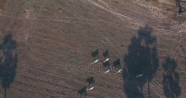 Dron: volar revelando rebaños de vacas caminando y pastando en campos de palmeras de azúcar seco — Vídeos de Stock