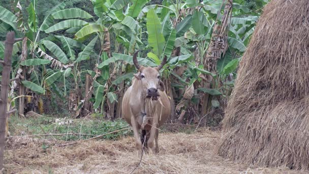 Mucca bruna incinta che mangia fieno accanto a un pagliaio in un appezzamento di terreno agricolo; piante di banana sullo sfondo — Video Stock