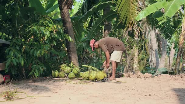 Coconut seller chopping stalks from bunches of coconuts with his hatchet — Stock Video