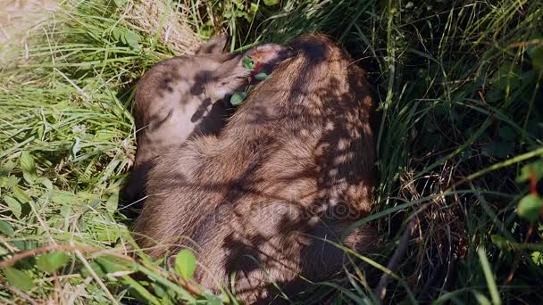 Detailní záběr buffalo tele spát v trávě — Stock video