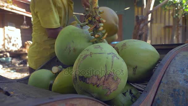 Vendedor de coco cargando su remolque de bicicleta con racimos de cocos para la venta (de cerca  ) — Vídeo de stock