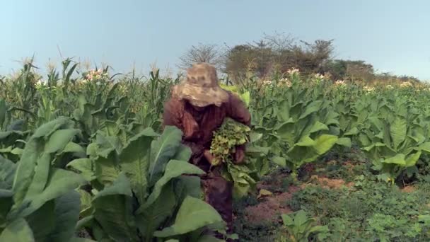 Agricultora cosechando hojas comenzando en el fondo de la planta de tabaco; arrancó las hojas puestas bajo el brazo — Vídeos de Stock