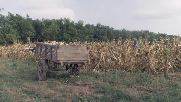 Фермер збирає кукурудзу в полі з дерев'яним візком, наповненим кукурудзяними рослинами на передньому плані — стокове відео