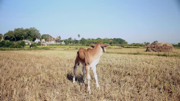Vache-veau brune debout dans une rizière sèche 