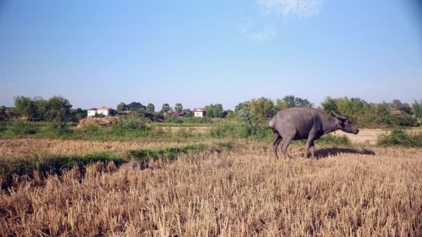 Búfalo de agua defecando en un campo y ternero acostado cerca — Vídeos de Stock