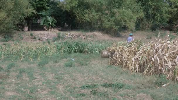 Achteraanzicht van een boer een ox kar rijden gevuld met geoogste graan en maïs planten uit een veld — Stockvideo