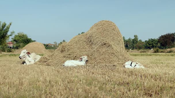 Białe krowy z cieląt kłamliwy w dół w polu przez kupę siana — Wideo stockowe