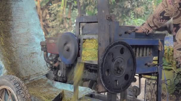 Granjeros triturando hojas de tabaco con máquina; Las hojas se doblan por la mitad antes de ser insertadas en la máquina (primer plano ) — Vídeos de Stock