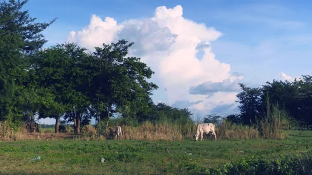 Vaches blanches broutant dans un champ   nuages cumulus gonflés en arrière-plan 