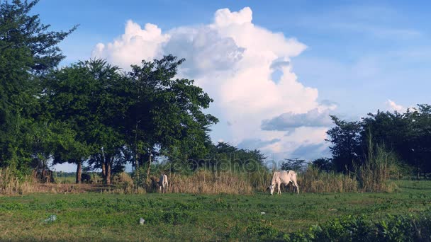 Белые коровы пасутся в поле, пышные кучевые облака на заднем плане — стоковое видео