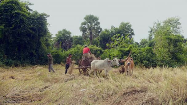 Landbouwers die rijst stro op een ox cart in een veld van hooi laden — Stockvideo