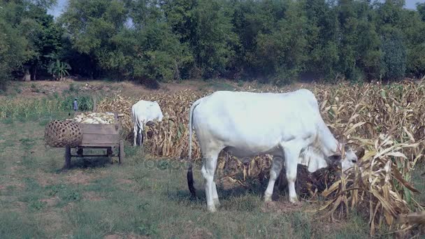 Carrinho de madeira sobrecarregado com milho colhido e vacas brancas pastando na borda do campo de milho — Vídeo de Stock