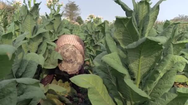 Žena farmář sklízí listy na spodní části rostlin tabáku; Zvedl z listí pod rukou — Stock video