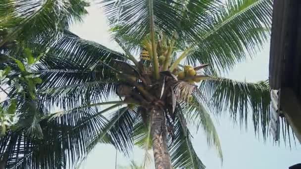 Vendedor de coco escalando uma palmeira para pegar cocos — Vídeo de Stock