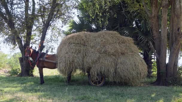Horse neighing with the cart loaded with hay on a field — Stock Video