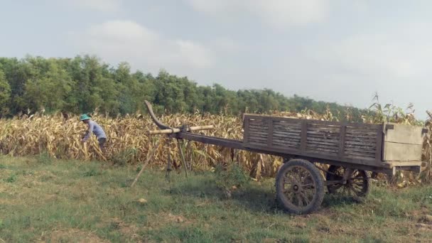 Agricultor cosechando maíz en un campo con un carro de madera lleno de plantas de maíz en primer plano — Vídeos de Stock