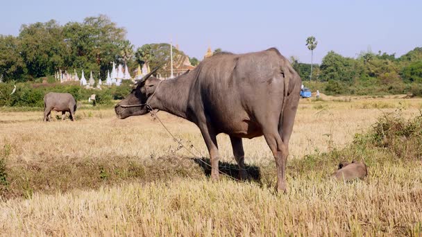 Búfalo de água amarrado com corda e bezerro de búfalo deitado em um campo — Vídeo de Stock