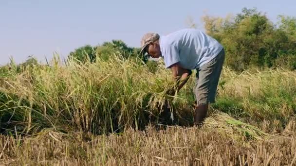 Öreg gazda rizs betakarítás növények segítségével egy sarló — Stock videók