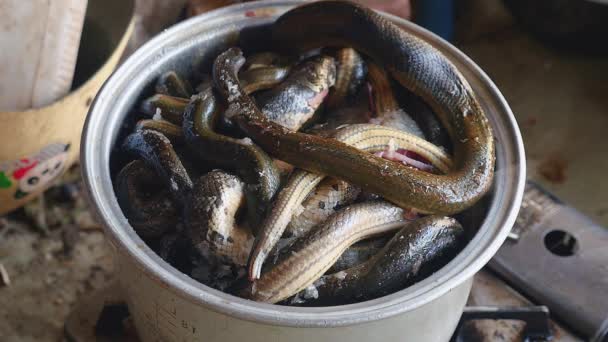 Närbild av ormar tillagning i kokande vatten inuti en stål potten — Stockvideo