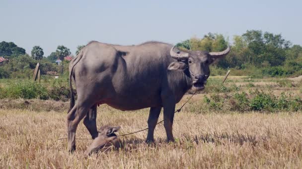 Wasserbüffel an Seil gefesselt neben Büffelkalb liegend — Stockvideo