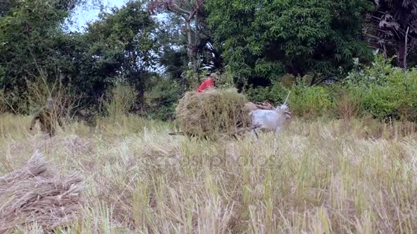 Landwirt reitet und lädt Reisstroh auf einen Ochsenkarren auf einem Heufeld — Stockvideo