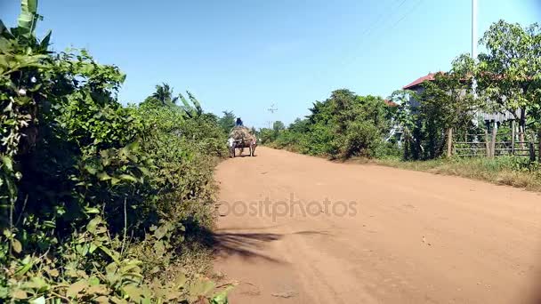 Granjero montando un carro de bueyes cargado de paja de arroz en el camino rural — Vídeos de Stock