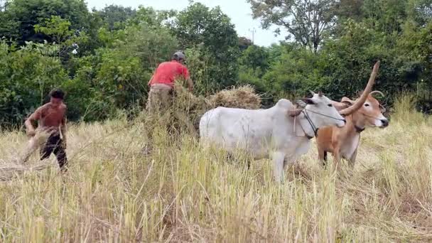 Farmer riding and loading rice straw onto an ox cart in a hay field — Stock Video