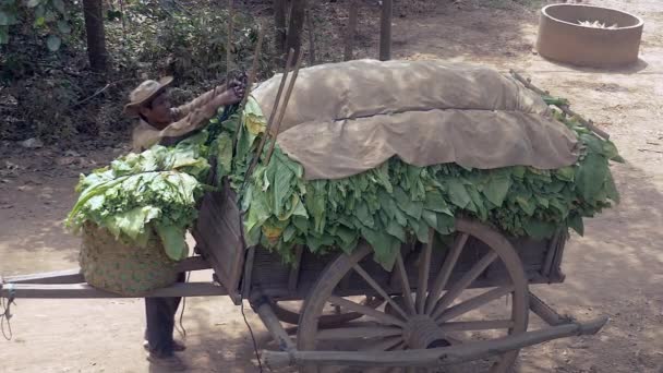 Farmer untying rope fastening load of harvested tobacco leaves on a cart (upper view) — Stock Video