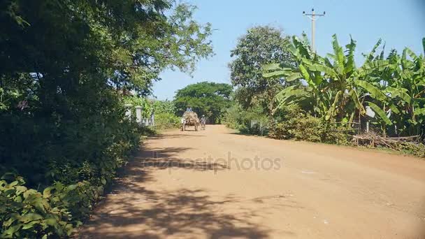 Granjero montando un carro de bueyes cargado de paja de arroz en el camino rural — Vídeos de Stock