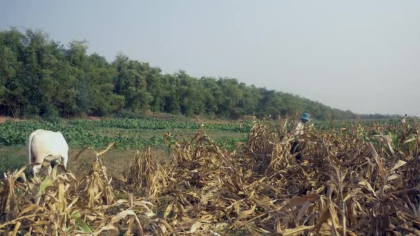 Bauer pflückt Mais von Hand und wirft ihn in einen Bambuskorb: weiße Kuh auf der Seite — Stockvideo