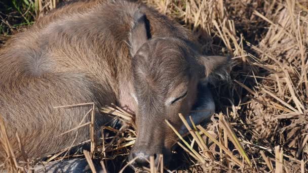 Fechar de um bezerro de búfalo dormindo em um campo de feno — Vídeo de Stock