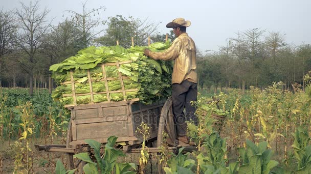 Agriculteur sortant les feuilles de tabac récoltées d'un panier de bambou et les plaçant à plat sur un chariot en bois dans un champ de tabac — Video