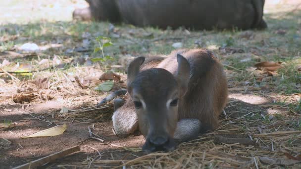 Gros plan d'un veau de buffle dormant sur le côté sous l'ombre d'un arbre — Video