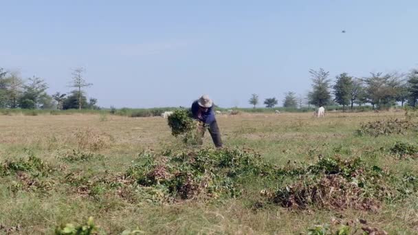 Фермер делает кучу арахисовых растений — стоковое видео