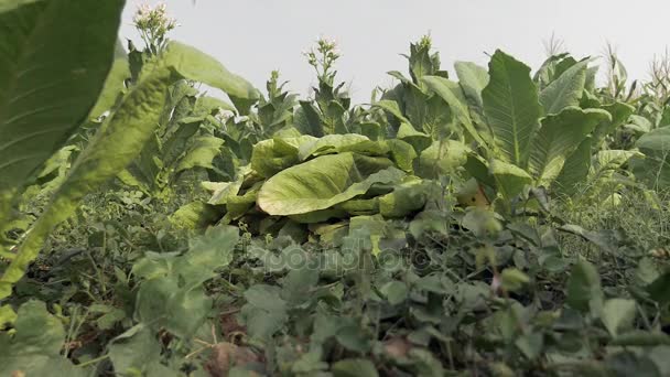 Plano das folhas de tabaco colhidas no solo no campo do tabaco — Vídeo de Stock