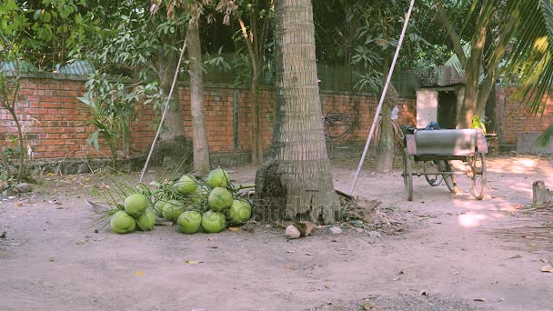 Vendedor de coco cortando talos de cachos de cocos com seu machado sob palmeiras — Vídeo de Stock