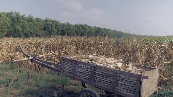 Farmer harvesting corn in a field with a wooden cart filled with corn plants in foreground — Stock Video