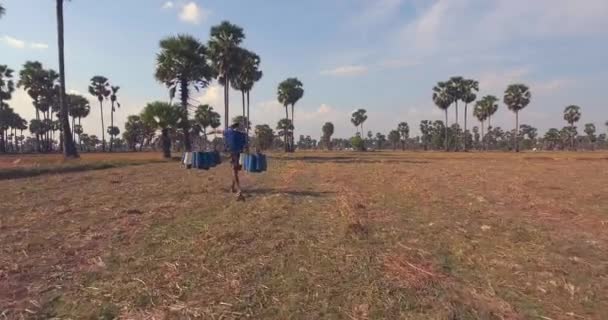 Vista traseira de toddy-tapper caminhando em direção palmeiras para coletar seiva de palma — Vídeo de Stock
