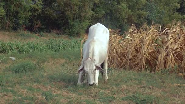 Vaca blanca arrodillada para pastar en un campo (de cerca  ) — Vídeos de Stock