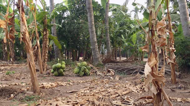 Penjual kelapa turun dari pohon palem — Stok Video