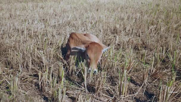  veau brun couché et broutant dans une rizière sèche 